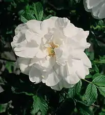 'Blanc Double de Coubert'.