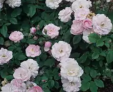 'Blush Noisette', Noisette 1814.