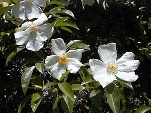 'Cooper's Burmese'.