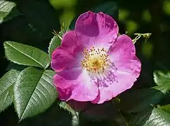 'Kiese' Kiese 1910. Rosa híbrido de R. canina.