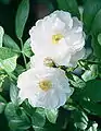 'Mary Manners', hybr. Rugosa, sect. Cassiorhodon 1970. En la rosaleda del Real jardín botánico de Madrid.