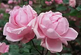 Rosa 'Madame Caroline Testout' Híbrido de té Pernet-Ducher, sect. Chinensis. Real Jardín Botánico de Madrid.