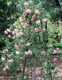 Rosa 'Madame Grégoire Staechelin' (P. Dot, 1927 gr. Híbrido de té, sect. Chinensis. Real Jardín Botánico de Madrid.