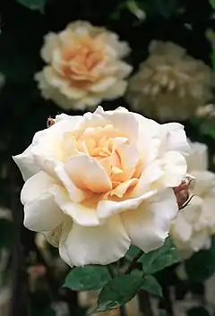 'Mrs. Aaron Ward' 1907, Híbrido de té, sect. Chinensis. Real Jardín Botánico de Madrid.