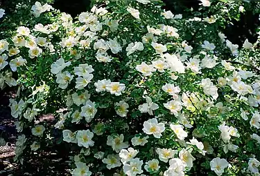 Rosa 'Nevada' (P. Dot, 1927), gr. Moyesii, sect. Cassiorhodon. Real Jardín Botánico de Madrid.