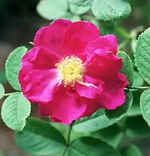 'Portland Rose'.