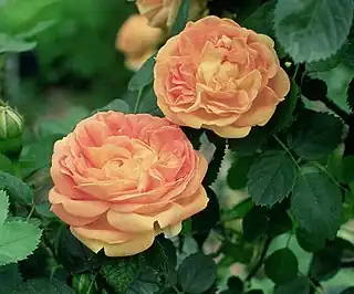 Rosa 'Soleil d'Or' Pernet-Ducher Híbridos de té, sect. Chinensis. Real Jardín Botánico de Madrid.