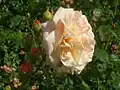 Rosa 'Abraham Darby'