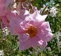 'Auguste Roussel', en la San Jose Heritage Rose Garden.