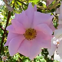 'Auguste Roussel' 1913, Grupo: Híbrido Macrophylla. San José Heritage Rose Garden.