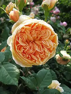 Rosa 'Crown Princess Margareta', David Austin, 1991 (Inglaterra) Internal breeder code: No. 271 in the 2000 Monza Competition.