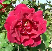 Rosa 'Etoile de Hollande' en el San Jose Heritage Rose Garden.