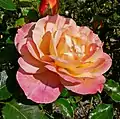 Rosa 'Girona' (Pedro Dot, 1936). En el  San Jose Heritage Rose Garden, California.