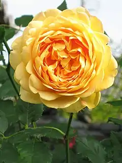 Rosa 'Golden Celebration', Austin 1991/Obtenida del cruce de 'Charles Austin' × 'Abraham Darby'.