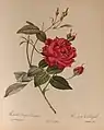 Rosa chinensis var. cruenta, antes de 1810.