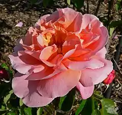 'Marí Dot', HT. trep. , P. Dot, 1927 (Marí es "Marino" en catalán, el segundo hijo de Dot). En el San Jose Heritage Rose Garden California.