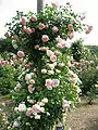 'Pierre de Ronsard' syn. 'Eden Rose 85' (Meilland) 1985. Galardonada como Worlds Favorite Roses ( 2006)