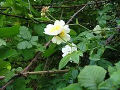 rosal de los campos