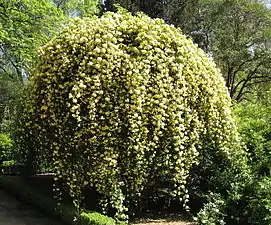 'Lutea' del grupo banksiae.