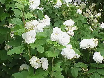 Rosa damascena.