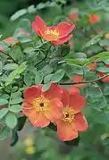 rosal de Austria