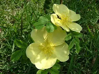 Rosa hugonis