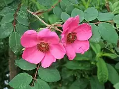 Rosa moyesii