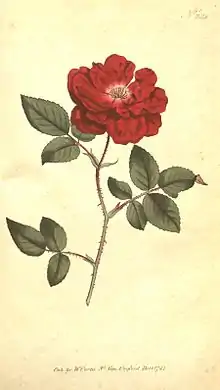 'Slater's Crimson China', < 1789.