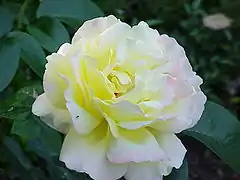 'Madame Antoine Meilland' (o 'Peace', 'Gloria Dei')