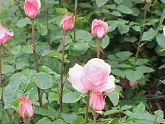 Capullos de la Rosa 'Queen Elizabeth'