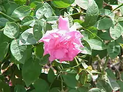 'Zéphirine Drouhin'