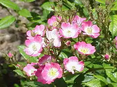 'Ballerina', híbrido de moschata