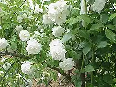 Rosa 'Climbing Iceberg', B.R. Cant 1968.