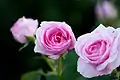 Rosa 'Gertrude Jekyll'