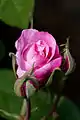 Rosa 'Gertrude Jekyll'