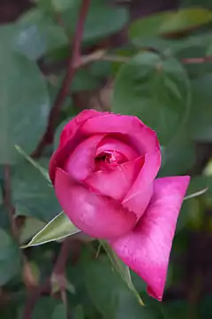 Rosa 'Montesquieu', HT, . Simon (Simó) Dot, 1959.