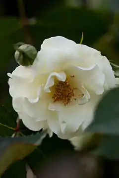 Rosa 'Ryokkoh', 1999.