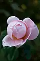 Rosa 'St. Cecelia', Austin 1987 obtenida del cruce de Wife of Bath' x planta de semillero.