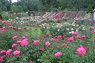 El International Rose Test Garden en Portland, Estados Unidos.