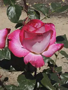 Rosa Gaujard