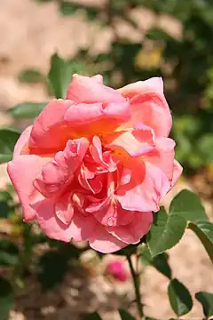 Rosa 'Luis de Briñas', HT, P. Dot 1932.