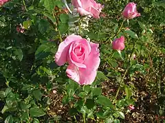 'Rose de Rennes' ADAM Liffré I&IV 1992.