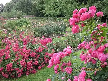 Algunas de las variedades de rosas.