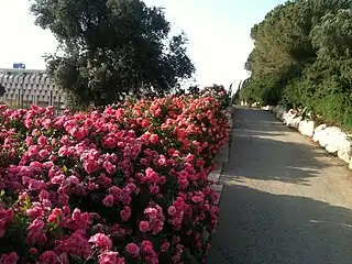 Wohl Rose Park de Jerusalén en Israel.