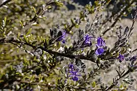 Salvia jordanii