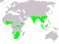 Distribución de Rostralata benghalensis