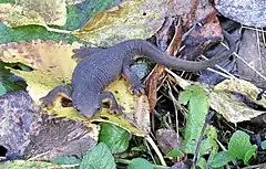 A newt with rough, warty skin on dead leaves