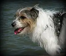 JRT de pelo duro con pelaje al natural