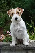 JRT de pelo duro pelado a mano o stripping