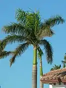 Palmera Real